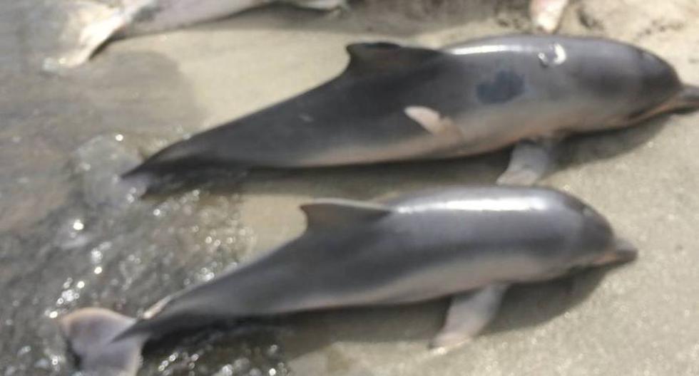 ¿Qué está matando a los delfines? (Foto: Facebook)