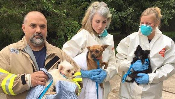 EE.UU.: Pareja tenía 276 perros en su casa de Nueva Jersey