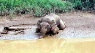 Malasia: Encuentran el cadáver de un elefante pigmeo con 70 disparos y sin colmillos 
