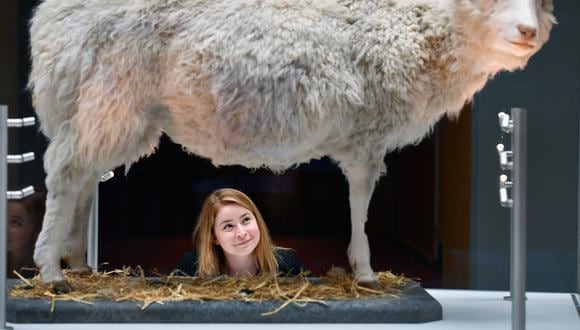 Sophie Goggins de los Museos Nacionales de Escocia ve a la oveja Dolly durante la inauguración de un importante nuevo desarrollo en el Museo Nacional de Escocia el 5 de julio de 2016 en Edimburgo. (Foto: Jeff J Mitchell/Getty Images)