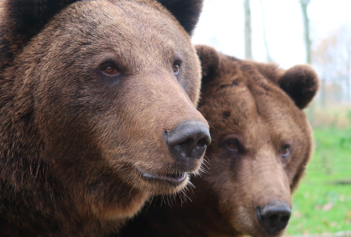 Tres osos sorprenden a una familia al aparecerse en la puerta de su casa. ( Foto: Pixabay / referencial )