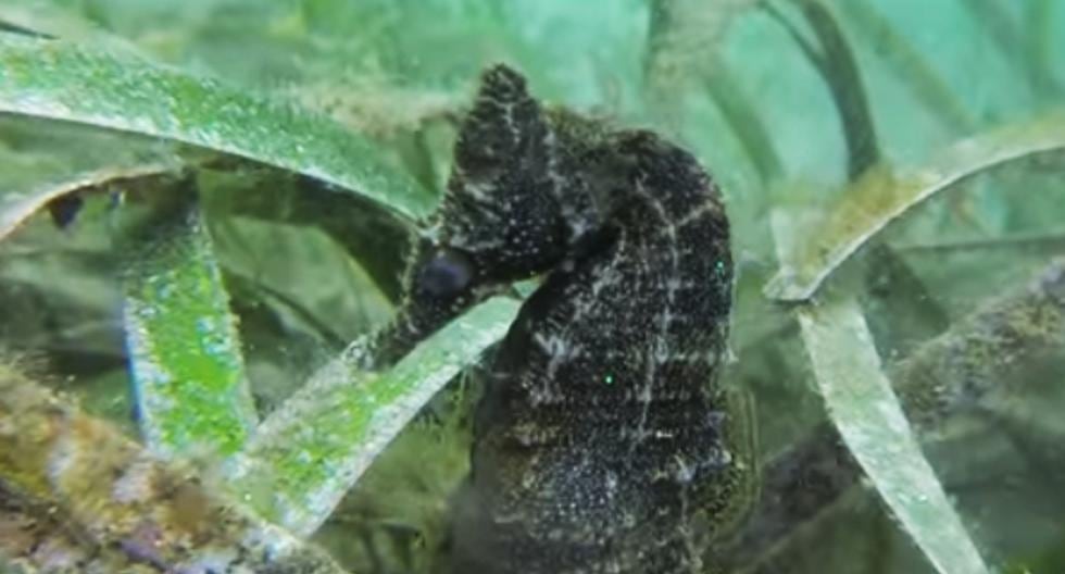 ¿Sabías que los caballitos de mar machos dan a luz? Este impactante video te muestra cómo el animalito de sexo masculino es el que lleva a los bebés. (Foto: Captura)