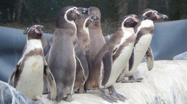 Pingüinos de Puerto Eten inician nuevo proceso de reproducción - 2