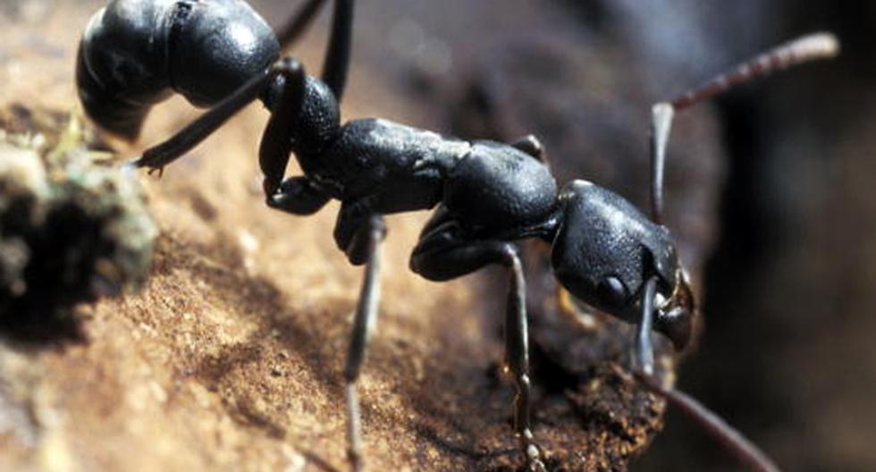 Las hormigas de las Islas Fiji cultivan plantas desde hace millones de años, mucho antes de que comenzara a hacerlo el hombre con la agricultura. (Foto: Getty Images / Referencial)