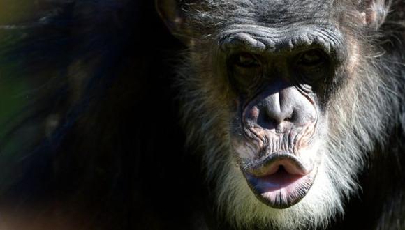 ¿Qué pueden aprender los políticos de los chimpancés?
(Foto: BBC / Getty Images)