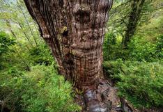 El árbol más antiguo del mundo es de Sudamérica: dónde está