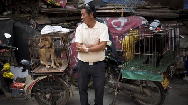 China celebra su mayor y polémico festival de carne de perro - 3