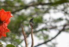 Tumbes: nueva especie de ave es registrada en el Parque Nacional Cerros de Amotape