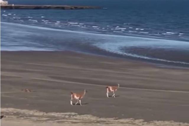 Estos guanacos fueron captados en el mejor momento de todos, disfrutando la libertad sin humanos en la playa. (Foto: Descubrí Puerto Pirámides)