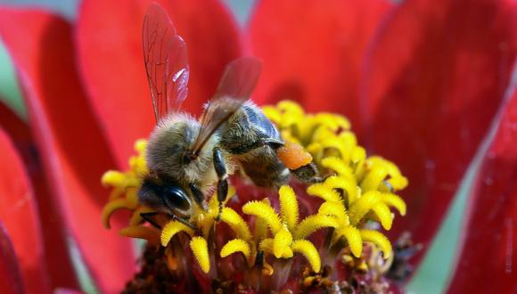 Abejas: EE.UU. propone un plan en contra de su desaparición