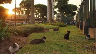 Parque Universitario: más de 100 gatos fueron abandonados