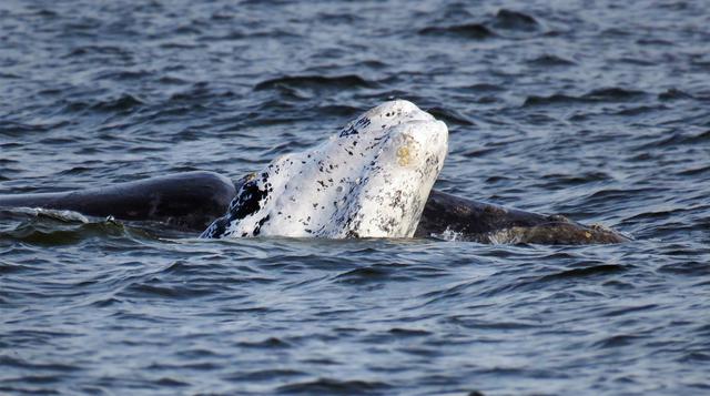 Uruguay: avistamiento de ballenas, el nuevo atractivo turístico - 1