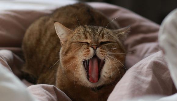 El gato mostró un comportamiento que ha sido considerado como inusual por algunas personas. (Foto referencial - Pixabay)