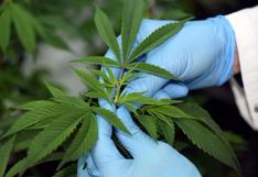 Aprueban norma para el uso medicinal y terapéutico del cannabis  