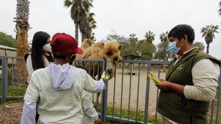 Parque de las Leyendas: ¿atenderá el 31 de diciembre y 1 de enero?