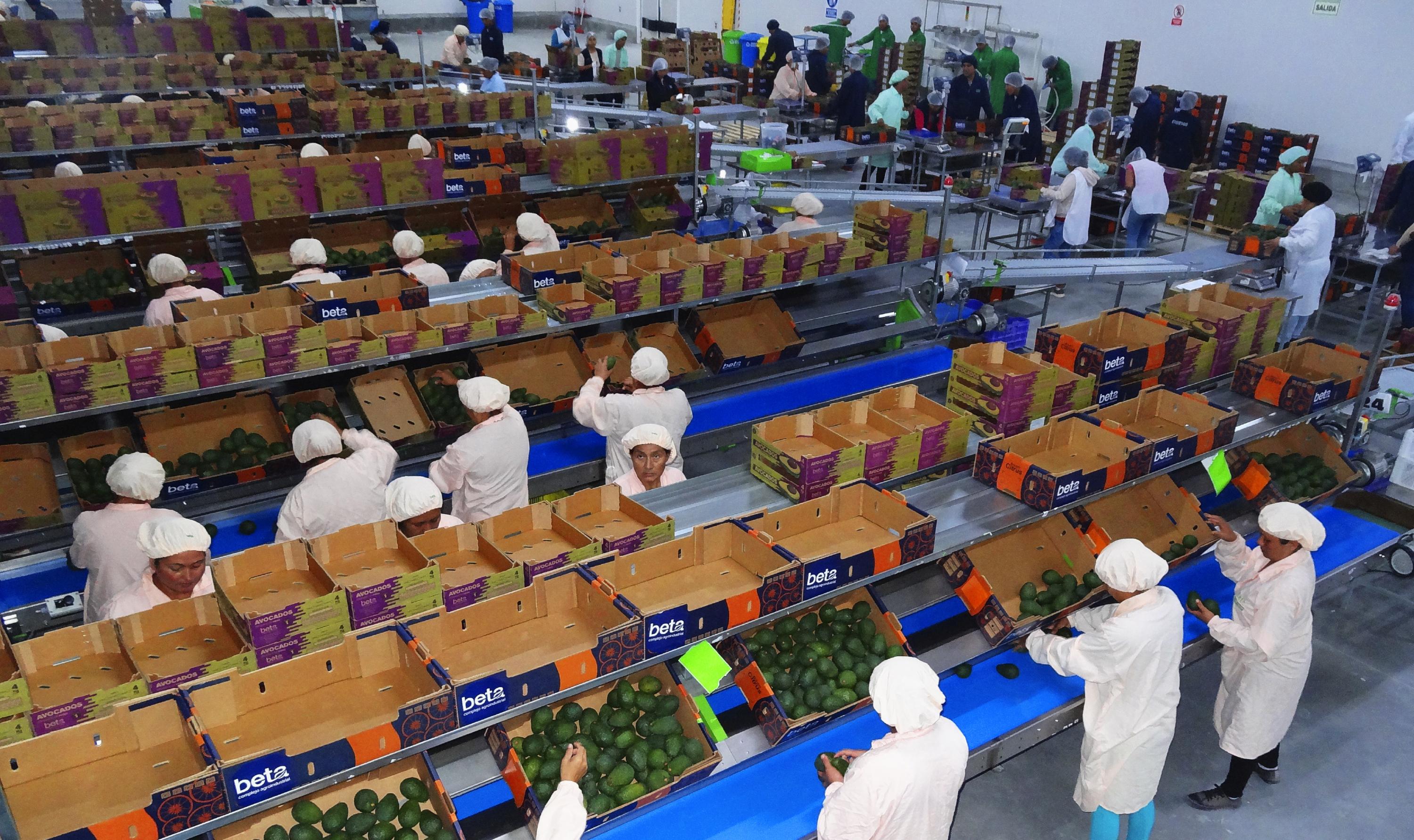 El Complejo Agroindustrial Beta inauguró una moderna planta empacadora de paltas en Olmos (Lambayeque), en línea a la automatización del procesamiento de paltas. Dicha ope-ración significó una inversión de US$15 millones.