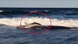 Tiburón tigre nada hasta la orilla para comer los restos de una ballena varada