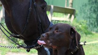 WUF: el ‘abrazo’ entre un perro y un caballo será lo más tierno que verás hoy en las redes 