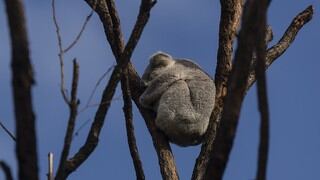 Así de dramático fue el rescate de una mamá koala y su bebé en medio de los voraces incendios en Australia