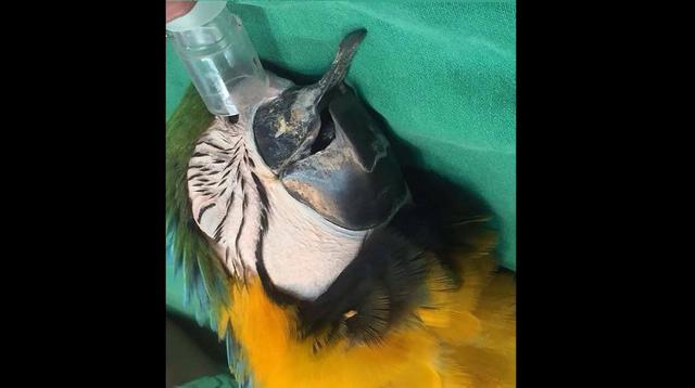 Mira cómo ayudan a este guacamayo con un pico metálico 3D - 2