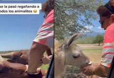 Joven lleva a su madre a ver animales y ella les termina regañando para darles de comer | VIDEO