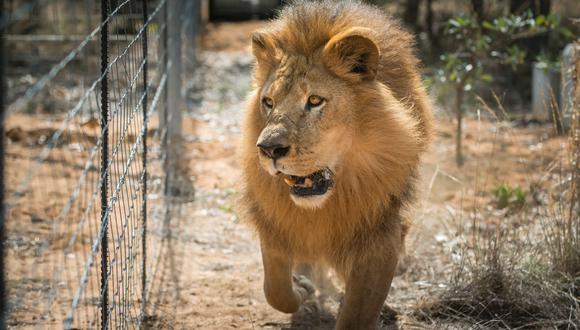 Tres cazadores son devorados por una manada de leones en Sudáfrica. (Foto referencial, AFP).