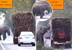 Viral: Elefante detiene el tránsito vehicular y se ‘roba’ caña de azúcar de una camioneta