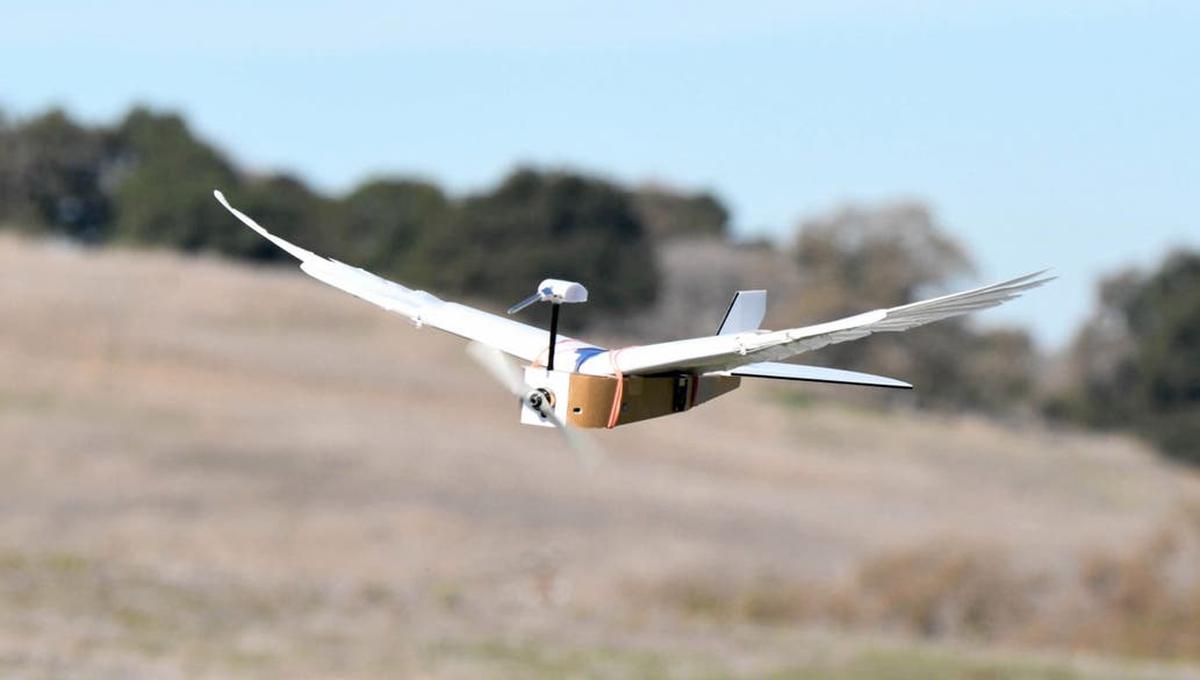 PigeonBot es un drone fabricado en la universidad de Stanford que usa alas que imitan a las de una paloma