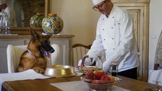 “Gunther, el perro millonario”: un pastor alemán que expone lo más extravagante de los humanos | RESEÑA