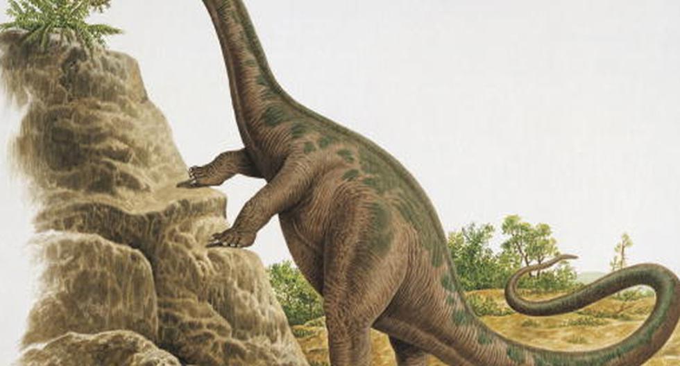 El imponente dinosaurio media entre 12 y 15 metros de largo y tenía un cuello largo, cola relativamente corta y caderas de unos 1,5 metros de ancho. (Foto: Getty Images / Referencial)