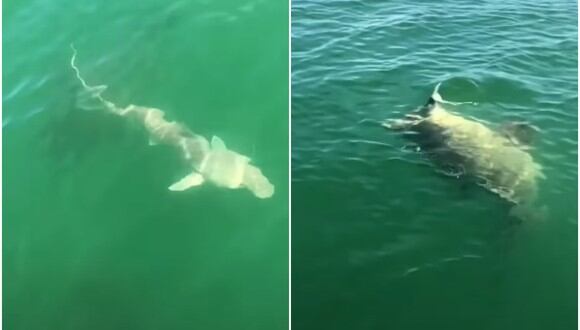 Un pez gigante se comió a un tiburón de un solo bocado y el video se volvió viral. (Foto: Pen News / YouTube)