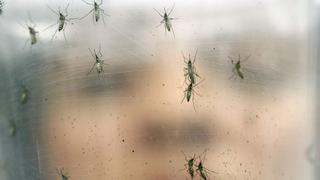 Zika: declaran alerta amarilla en seis regiones