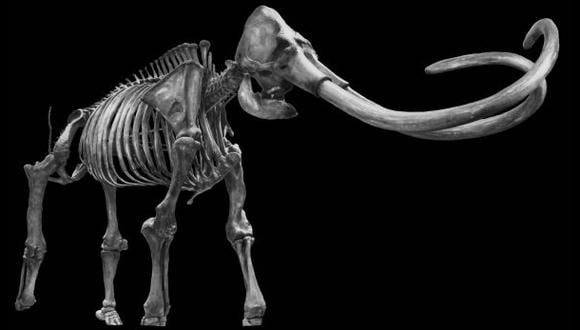 Los últimos mamuts de Alaska murieron de sed hace 5.650 años