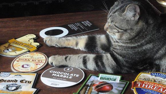 Bag o´Nails, el bar de gatos que se ganó el corazón británico