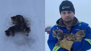 Buen samaritano salva a tres gatitos que estaban a punto de morir congelados en la nieve 