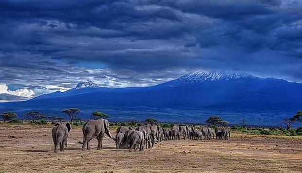 Safari a Kenia. (Foto: ABC)