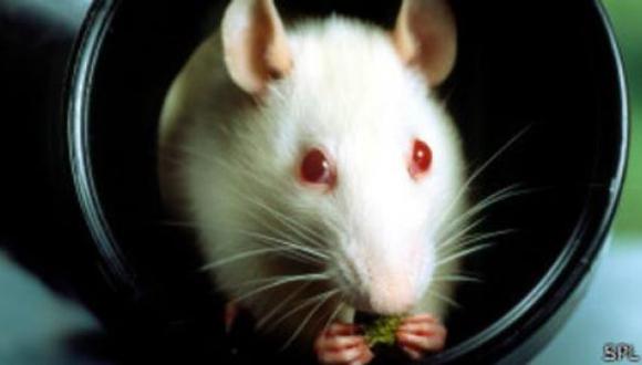 Científicos crean ratones 'superinteligentes' y menos ansiosos