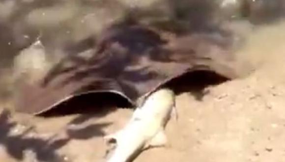 YouTube: mantarraya atrapa a pez y causa impacto en video