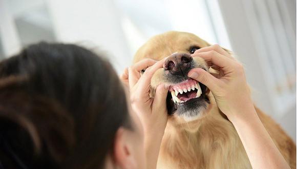 "Cualquier mascota se puede realizar una profilaxis en caso lo amerite y con las evaluaciones previas pertinentes", recalca la veterinaria Stefanie Garro.