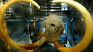 Arqueólogos encuentran calavera de mamut en Oklahoma
