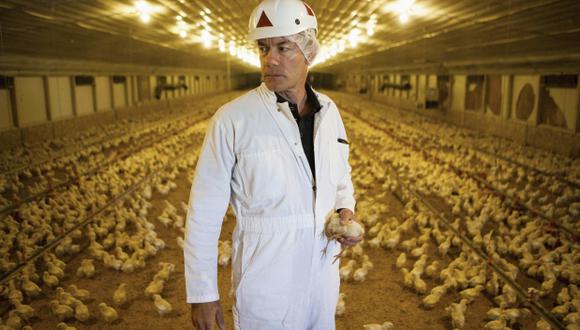En las granjas modernas los polluelos pasan alimentándose todo el día para crecer más rápido. (Foto: Reuters)