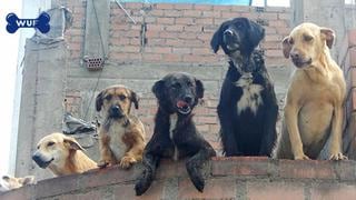 Perros recibieron 1 tonelada de comida gracias a Club WUF