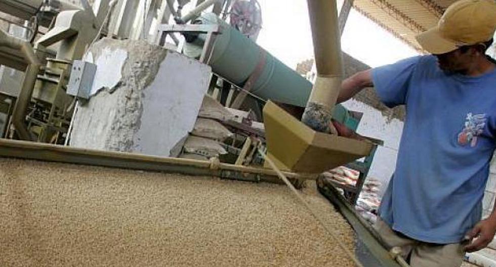 INIA contará en marzo con semilla certificada del nuevo arroz Bellavista
(Foto:GEC)