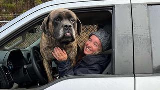 Billy Bob, el perro que acumula “malos hábitos” y motivó un peculiar pedido de ayuda de un refugio en EE.UU.