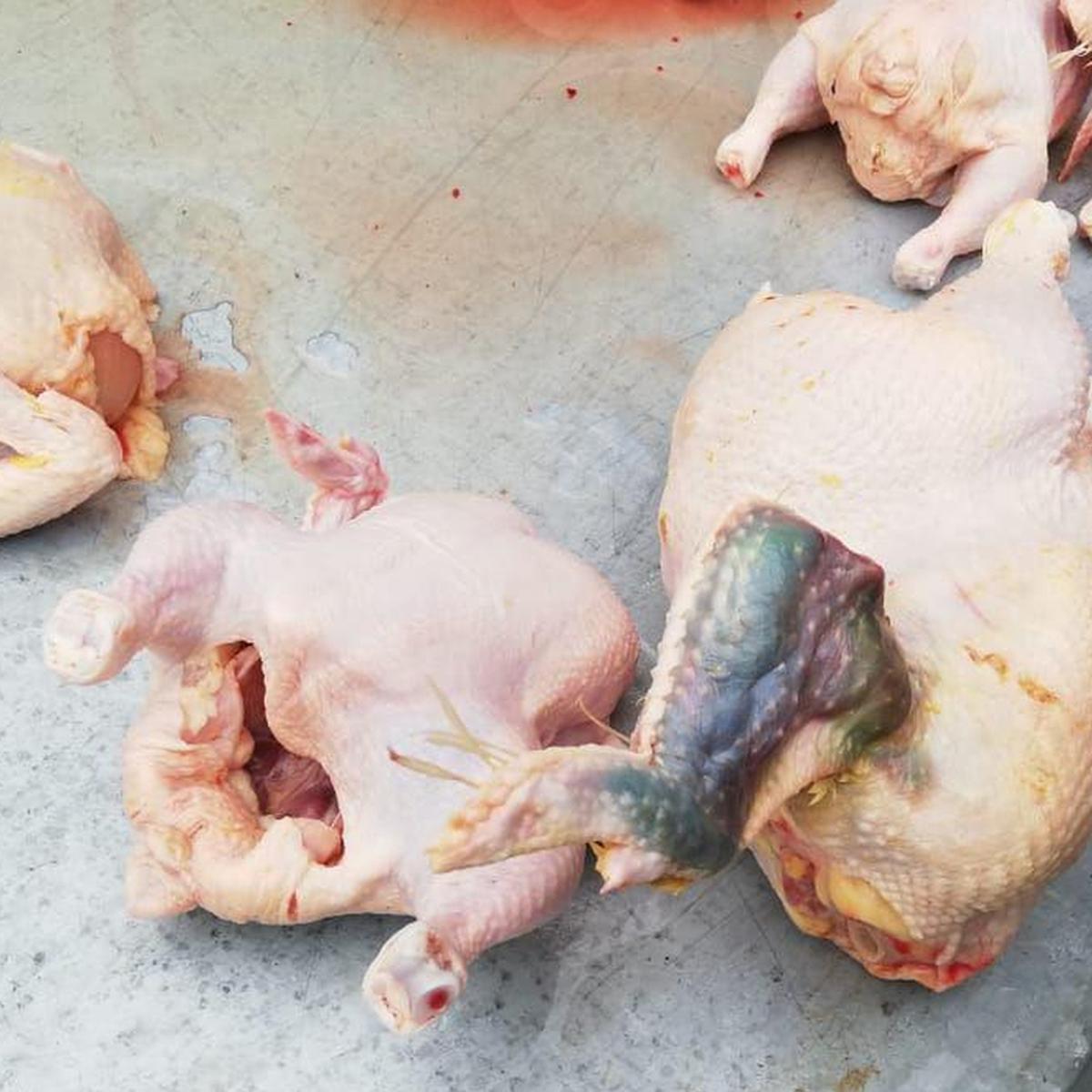 Ate: PNP interviene avícola clandestina en la que inyectaban agua a pollos  | LIMA | EL COMERCIO PERÚ