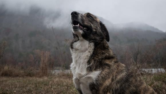 Si un perro muerde o causa algún tipo de lesión, la responsabilidad penal la asume aquella persona que acompañaba al can durante el incidente, sea o no su dueño, explica el especialista. (Foto: Pexel)