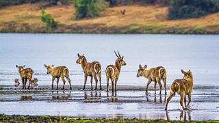 Todo lo que tienes que saber sobre un safari en Sudáfrica