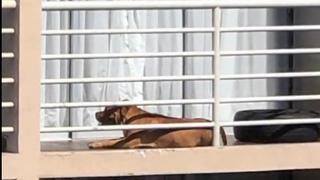 PNP rescató a can que vivía encerrado en un balcón | VIDEO
