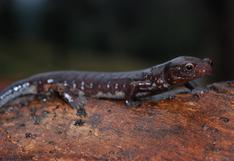 Colombia: descubren nueva especie de salamandra en los bosques nublados de Cundinamarca
