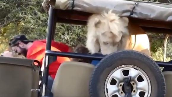 Unos leones interrumpieron el viaje de estos estudiantes y el video se popularizó en Facebook. (Foto: Captura)